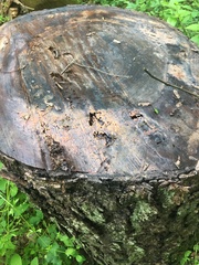 Pectobacterium carotovorum