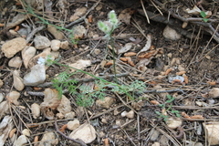 Torilis nodosa