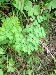 Thalictrum fendleri polycarpum