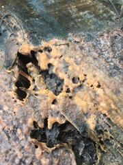 Pectobacterium carotovorum