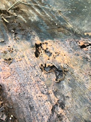 Pectobacterium carotovorum