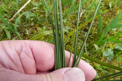 Juncus sarophorus