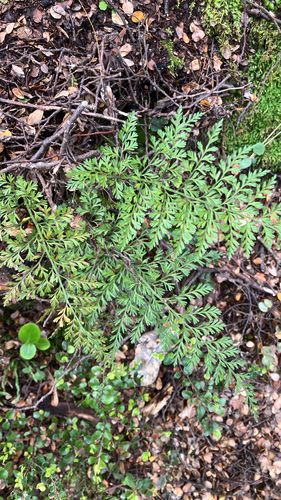 Asplenium richardii observed 2026-10-16