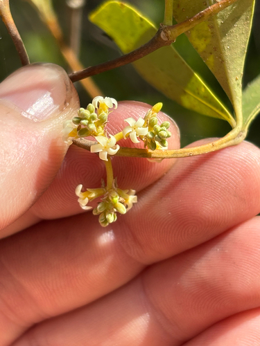 Alyxia spicata observed 2026-10-16