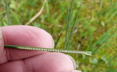 Juncus sarophorus