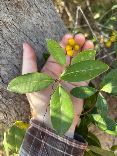 Alyxia spicata observed 2026-10-16