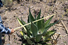 Agave durangensis