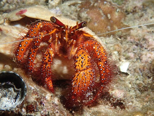 Dardanus megistos observed 2026-10-14
