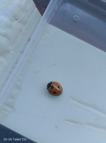 Seven-spotted Lady Beetle