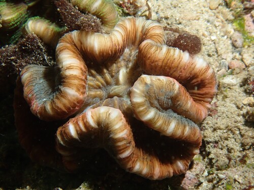 Trachyphyllia geoffroyi observed 2026-10-15