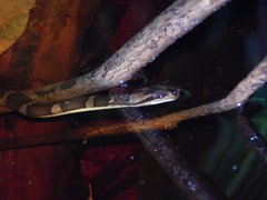 Homalopsis buccata