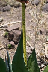 Agave durangensis