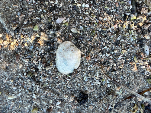 Katelysia rhytiphora, 2026-10-16