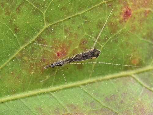 Empicoris rubromaculatus observed 2026-10-16