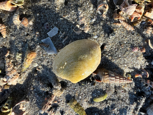 Katelysia rhytiphora, 2026-10-16