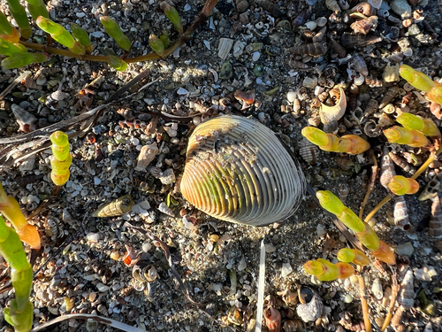Katelysia scalarina, 2026-10-16