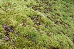 Rytidosperma gracile