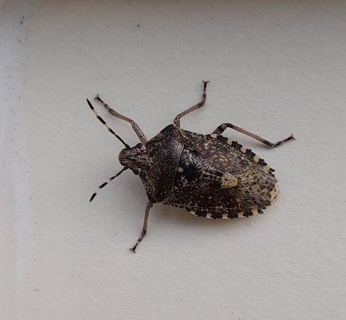 Mottled Stink Bug