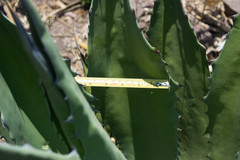 Agave durangensis