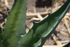 Agave durangensis