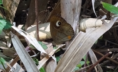 Mycalesis junonia