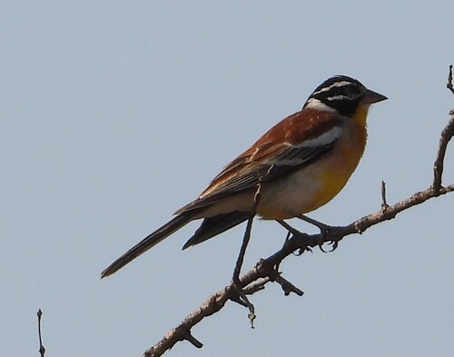 iNaturalist image