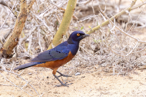 iNaturalist image