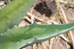 Agave durangensis