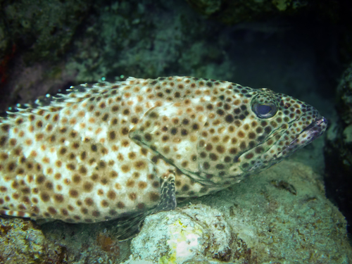 Epinephelus tauvina observed 2026-10-12