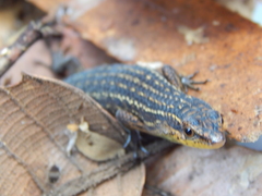 Eutropis rugifera