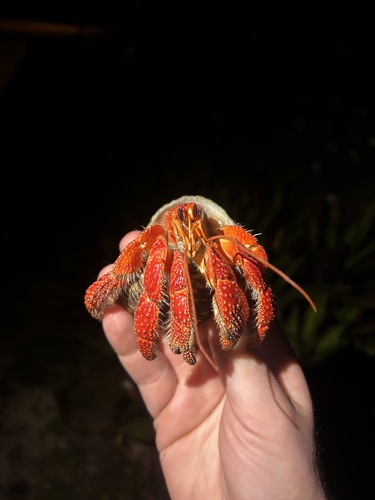 Coenobita perlatus observed 2026-10-15