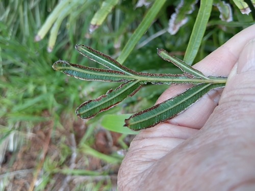 Pteris cretica observed 2026-10-16
