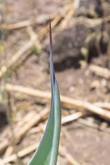 Agave durangensis