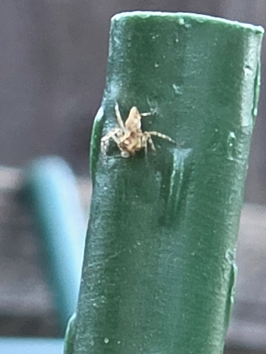 Western Lynx Spider