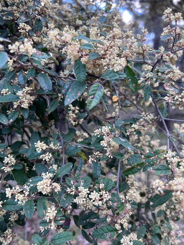 Pomaderris prunifolia, 2026-10-16