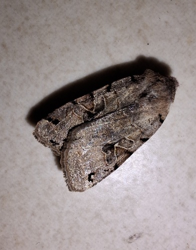 Agrochola