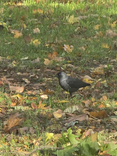 Eurasian Jackdaw