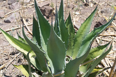 Agave durangensis