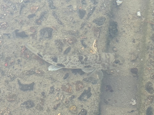 Acentrogobius observed 2026-10-16