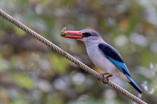 iNaturalist image