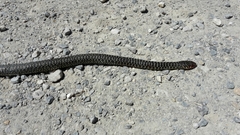 Hierophis viridiflavus