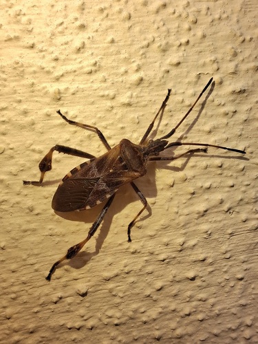 Western Conifer Seed Bug
