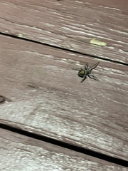 Araneae