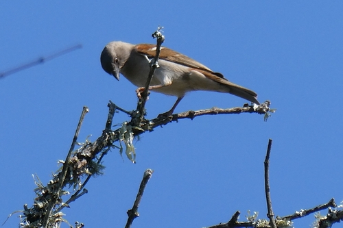 iNaturalist image