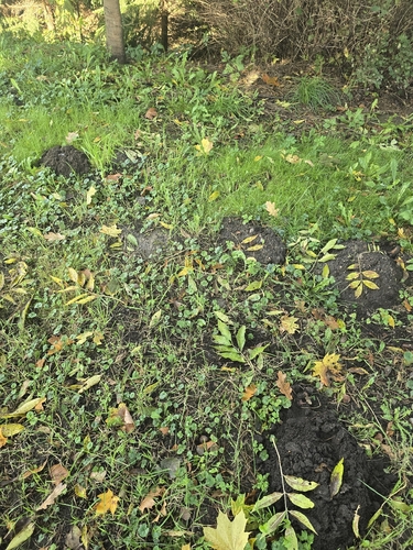 European Mole