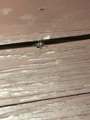 Araneae