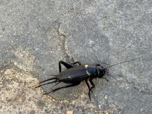 Southern Field Cricket