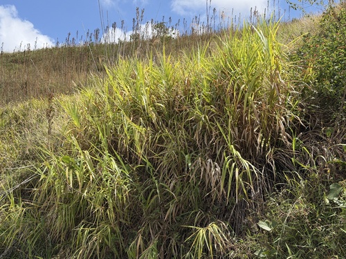 Miscanthus floridulus observed 2026-10-16