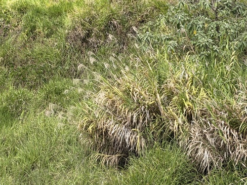 Miscanthus floridulus observed 2026-10-16