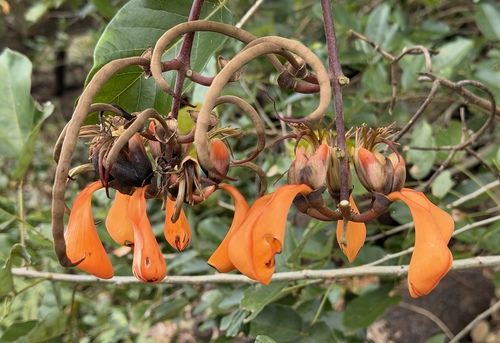 Erythrina fusca observed 2026-10-16